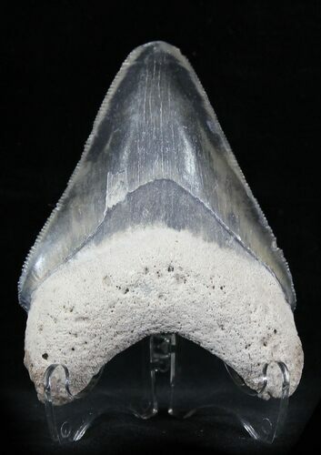 Serrated  Bone Valley Megalodon Tooth #22889